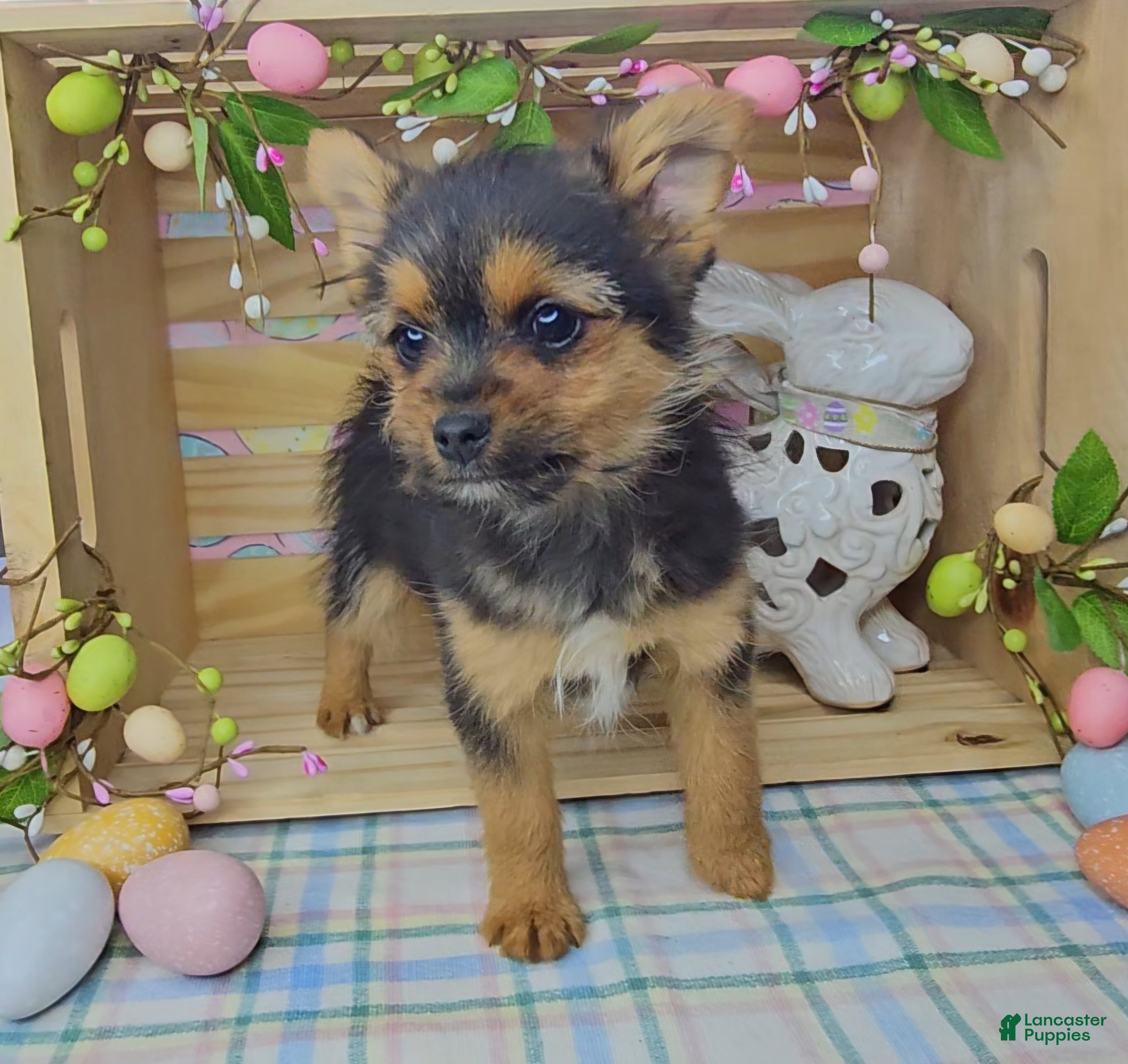 Mixed Breed dogs Louis - Ad 2