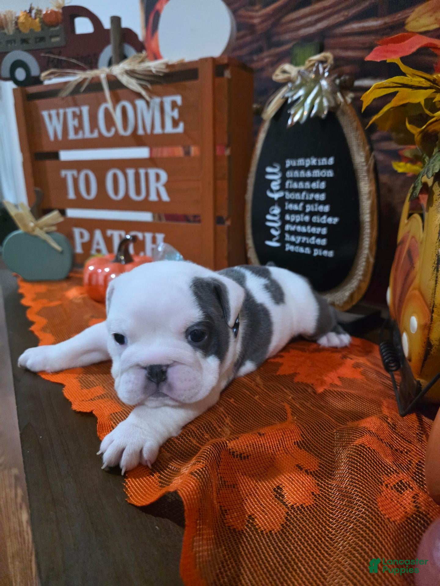 English Bulldog dogs for sale: English Bulldog 1 - Ad 8