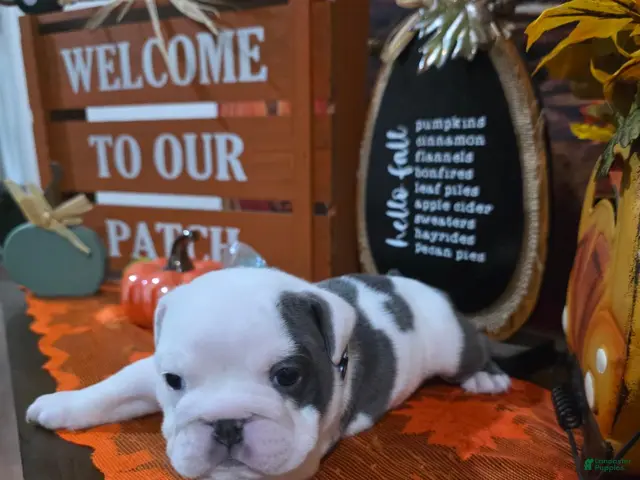 English Bulldog dogs for sale: English Bulldog 1 - Ad 8
