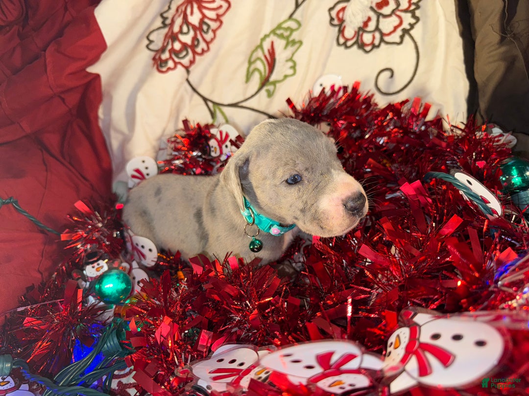 Great Dane dogs for sale: Sky - Ad 11