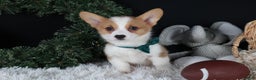 Welsh Corgi Pembroke dogs for sale: Hunter - Ad 2