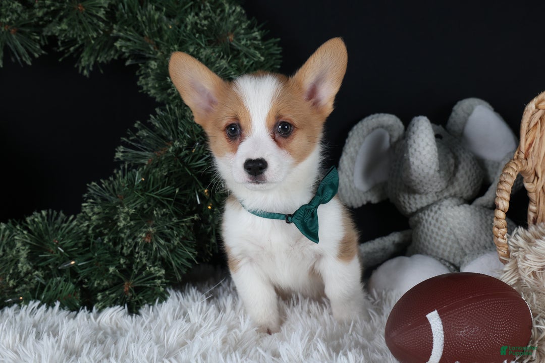 Welsh Corgi Pembroke dogs for sale: Hunter - Ad 2