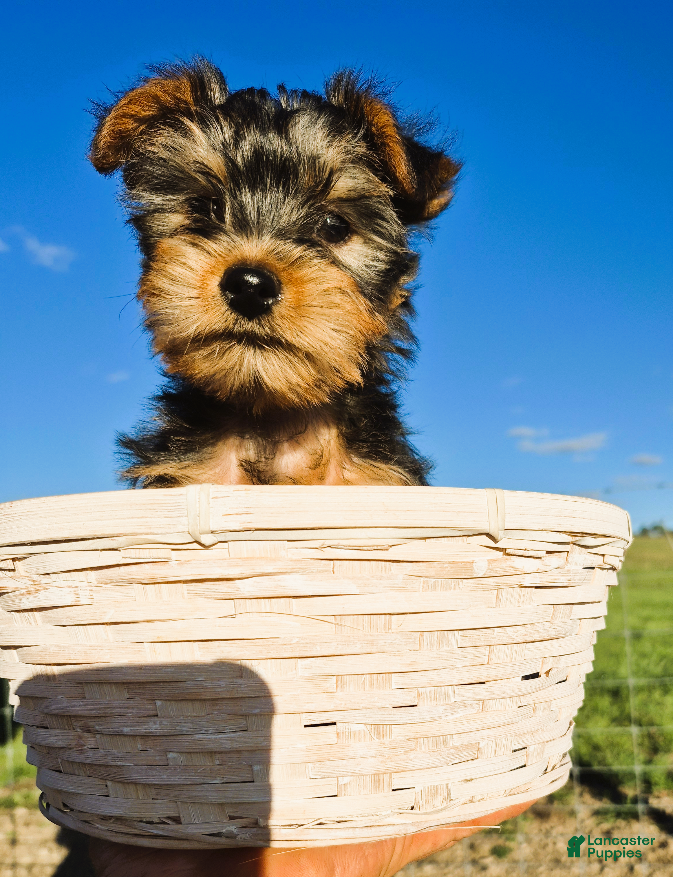Yorkshire Terrier dogs Renny - Ad 4