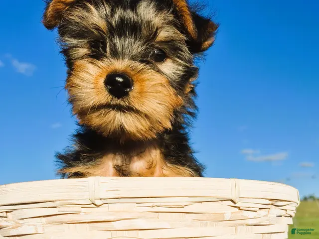 Yorkshire Terrier dogs for sale: Renny - Ad 4