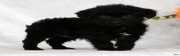 Yorkiepoo dogs for sale: Fidget Special Needs - Ad 1