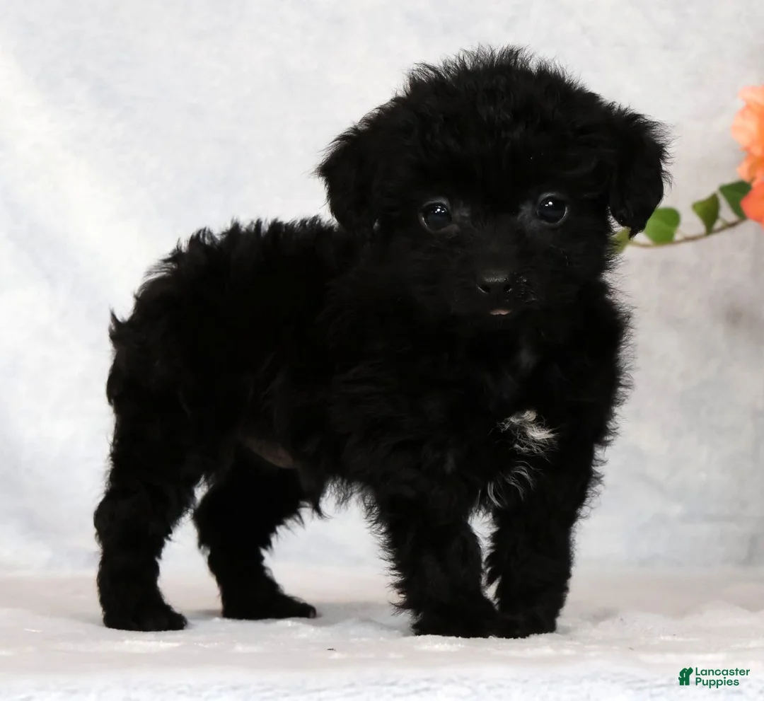 Yorkiepoo dogs for sale: Fidget Special Needs - Ad 1