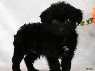 Yorkiepoo dogs for sale: Fidget Special Needs - Ad 3