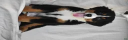 Bernese Mountain Dog dogs for sale: Maggie - Ad 8