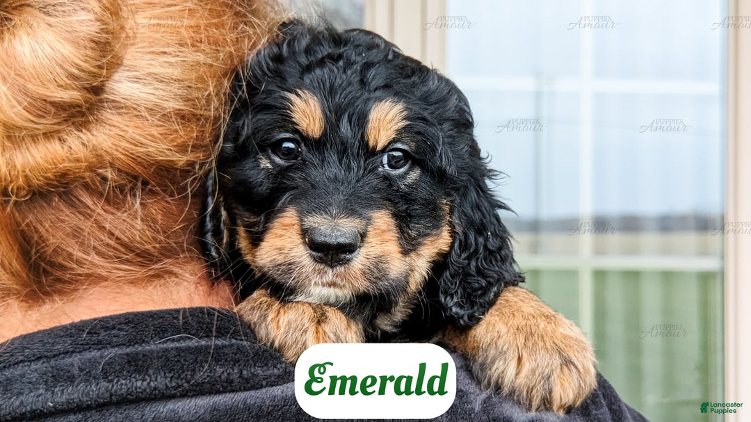 Bernedoodle dogs for sale: Sapphire - Ad 9