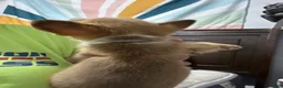 Welsh Corgi Pembroke dogs for sale: Blue - Ad 2
