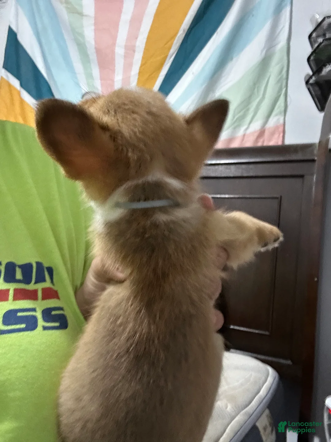 Welsh Corgi Pembroke dogs for sale: Blue - Ad 2