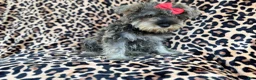 Miniature Schnauzer dogs for sale: Pixie - Ad 3