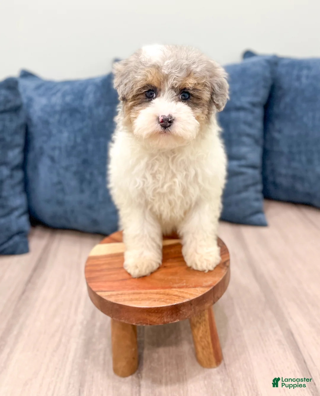 Miniature Poodle dogs for sale: Biscuit - Ad 2