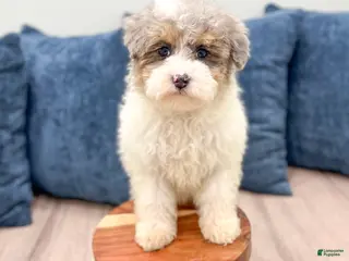 Miniature Poodle dogs Biscuit - Ad 1