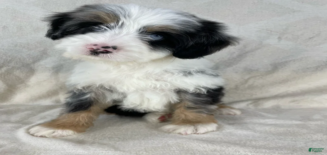 Gallery Image {{count}}