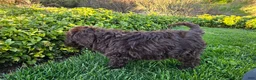 Portuguese Water Dog dogs for sale: Flint - Ad 6