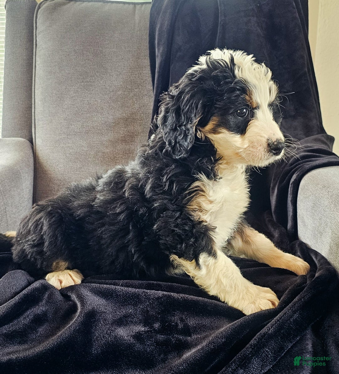 Mini Bernedoodle dogs for sale: Charlie  - Ad 3