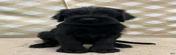 Giant Schnauzer dogs for sale: Buster - Ad 4