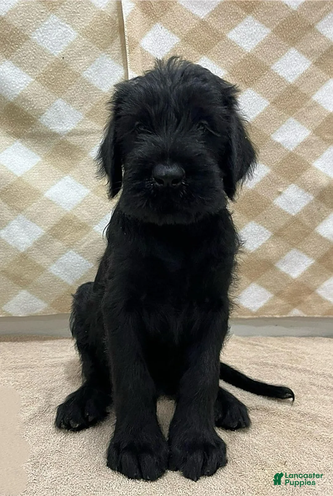 Giant Schnauzer dogs for sale: Buster - Ad 4