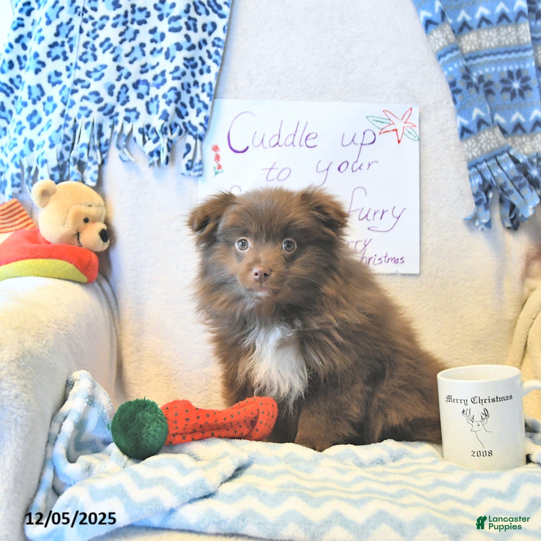 Mixed Breed dogs for sale: Darby - Ad 13