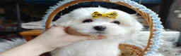 Maltese dogs for sale: Korean Frost - Ad 6