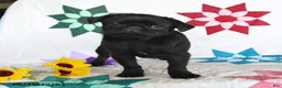 Pug dogs for sale: Blackie - Ad 3
