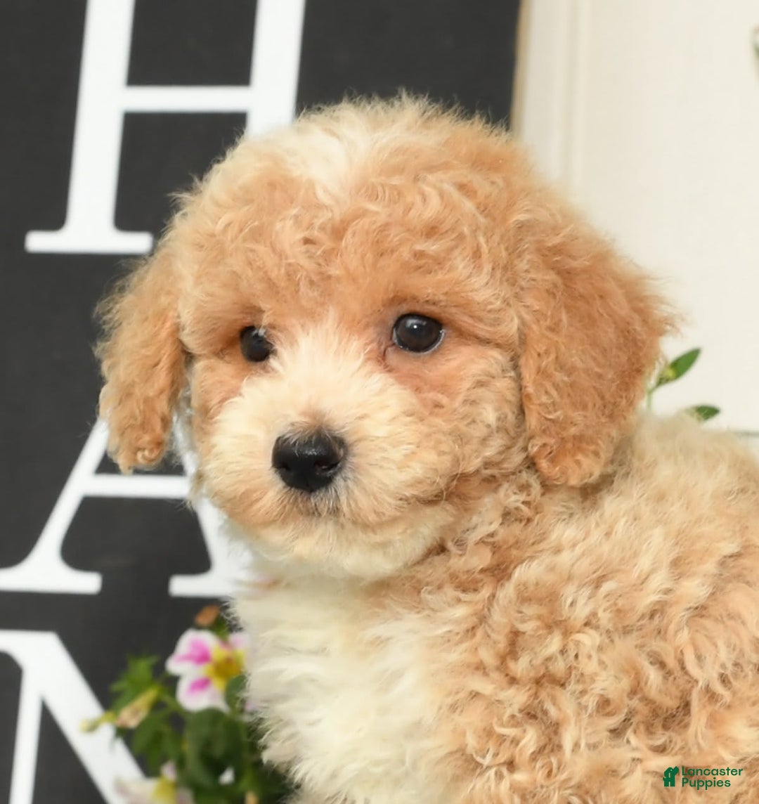 Bichpoo dogs for sale: Skipper - Ad 2