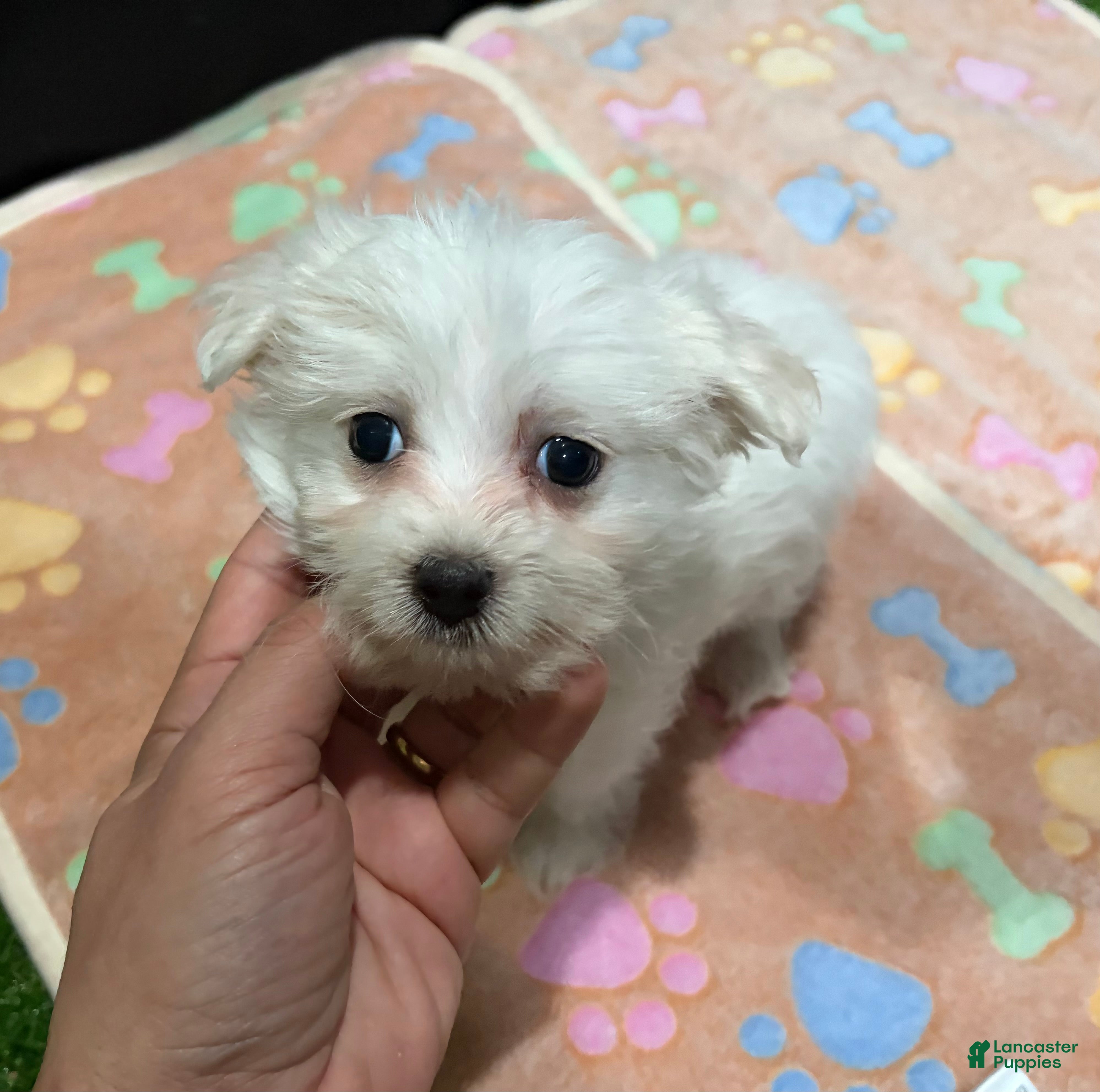 Maltese dogs Eko - Ad 25