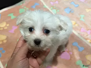 Maltese dogs Eko - Ad 27