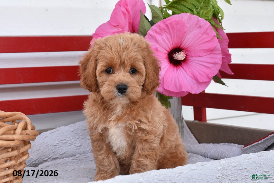 Cockapoo dogs Selena - Ad 1
