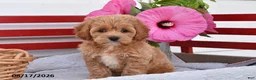 Cockapoo dogs for sale: Selena - Ad 1