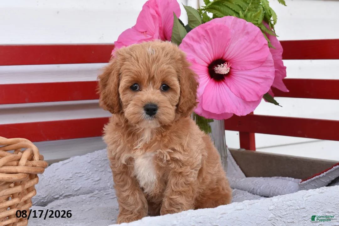 Cockapoo dogs for sale: Selena - Ad 1