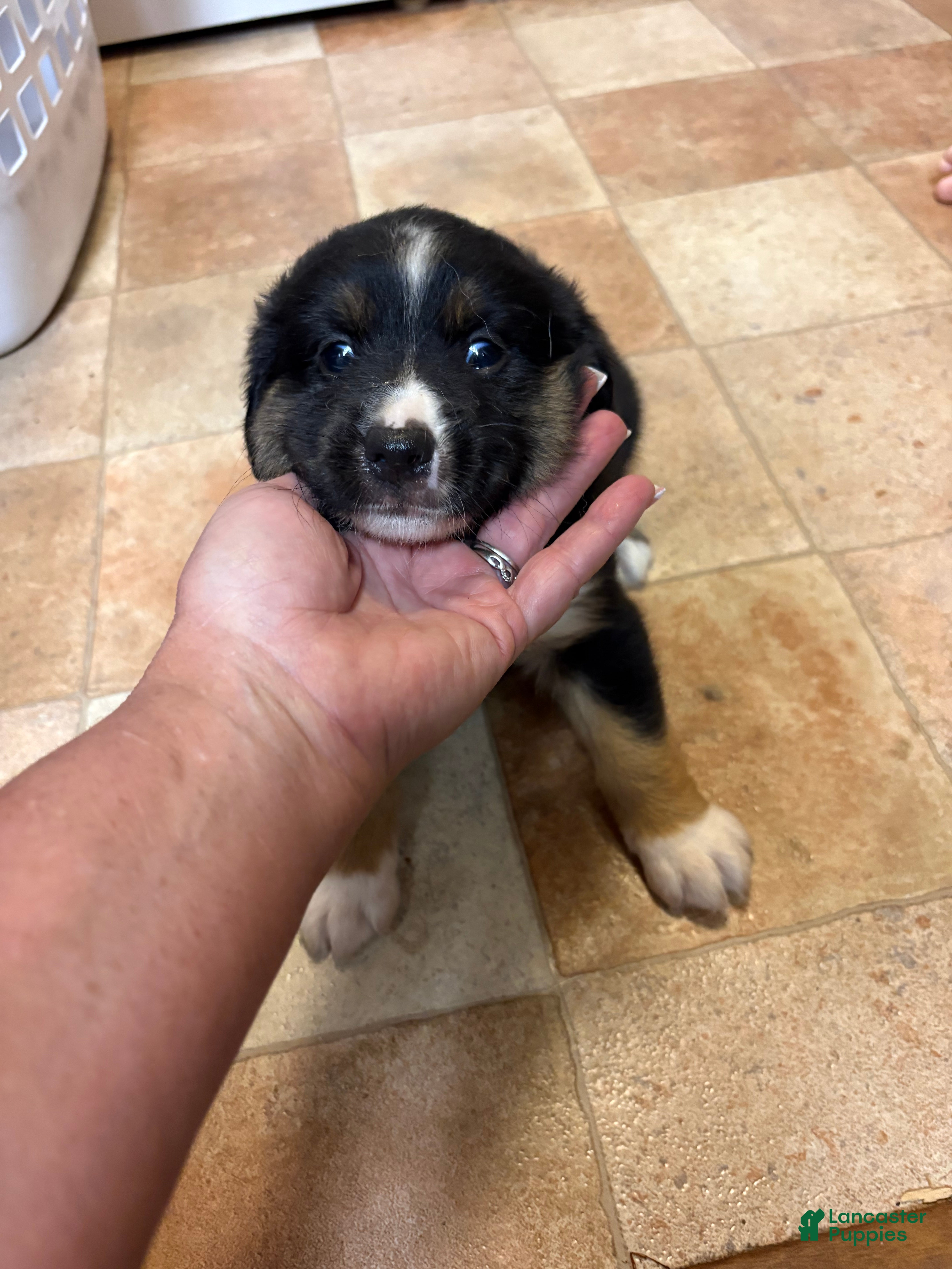 Australian Shepherd dogs for sale: Girl 2 - Ad 2