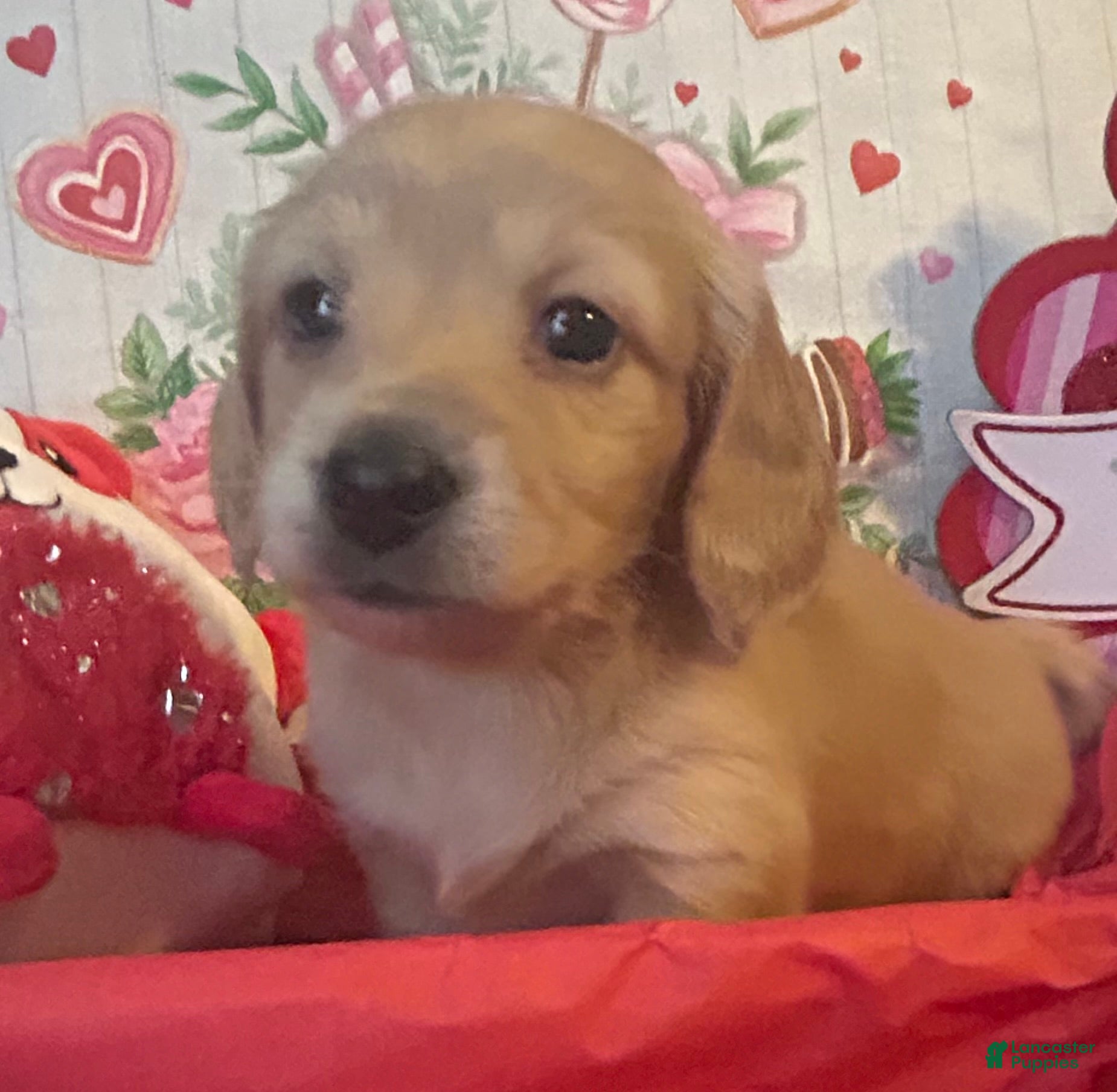 Miniature Dachshund dogs Miniature Dachshund Puppy 5 - Ad 7