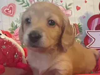 Miniature Dachshund dogs Miniature Dachshund Puppy 5 - Ad 7