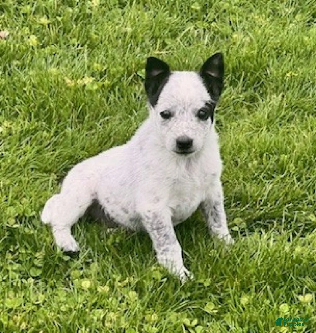 Mixed Breed dogs for sale: Spot - Ad 5