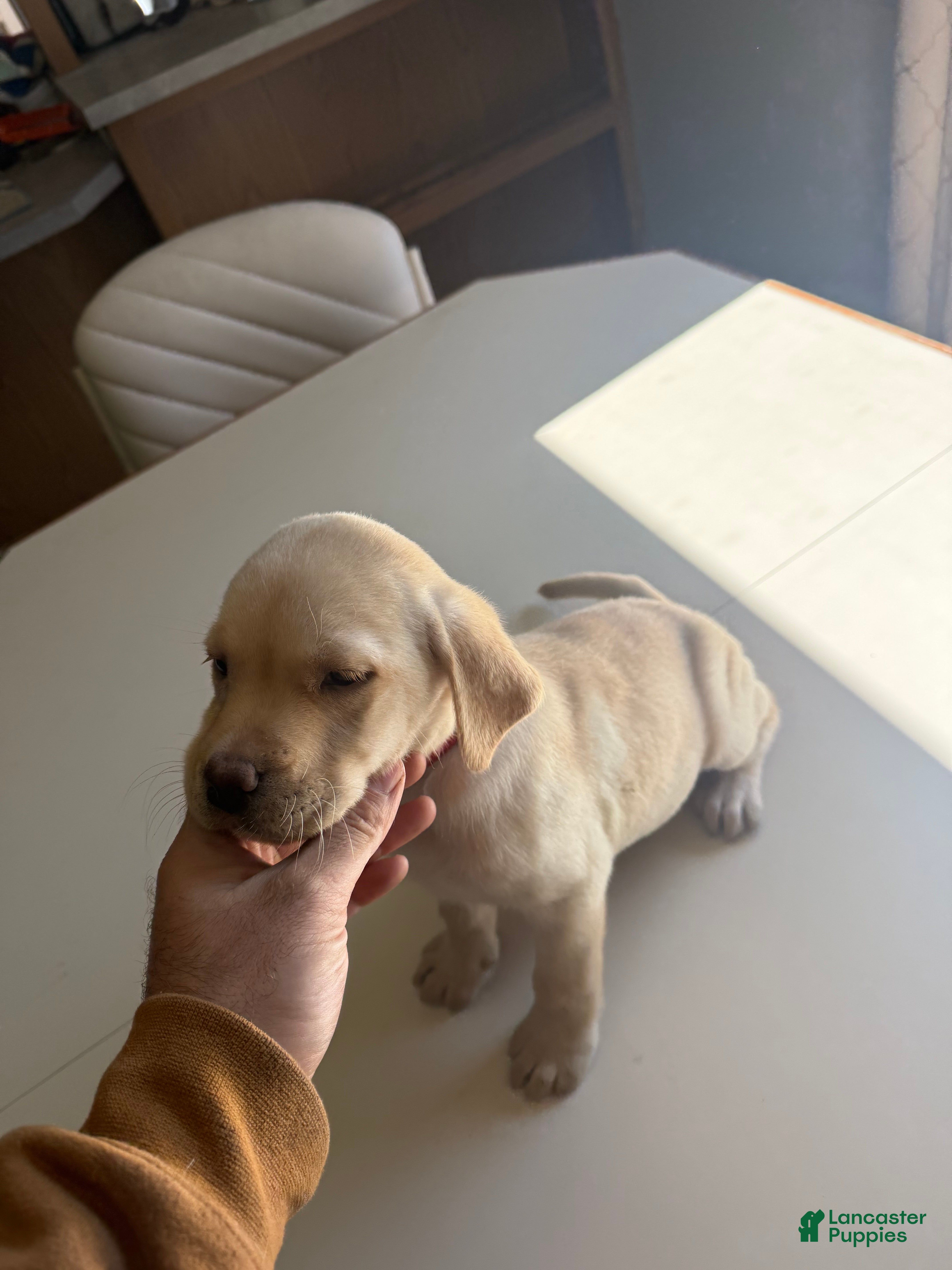 Labrador Retriever dogs Girl - Red - Ad 23