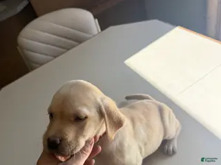 Labrador Retriever dogs Girl - Red - Ad 23