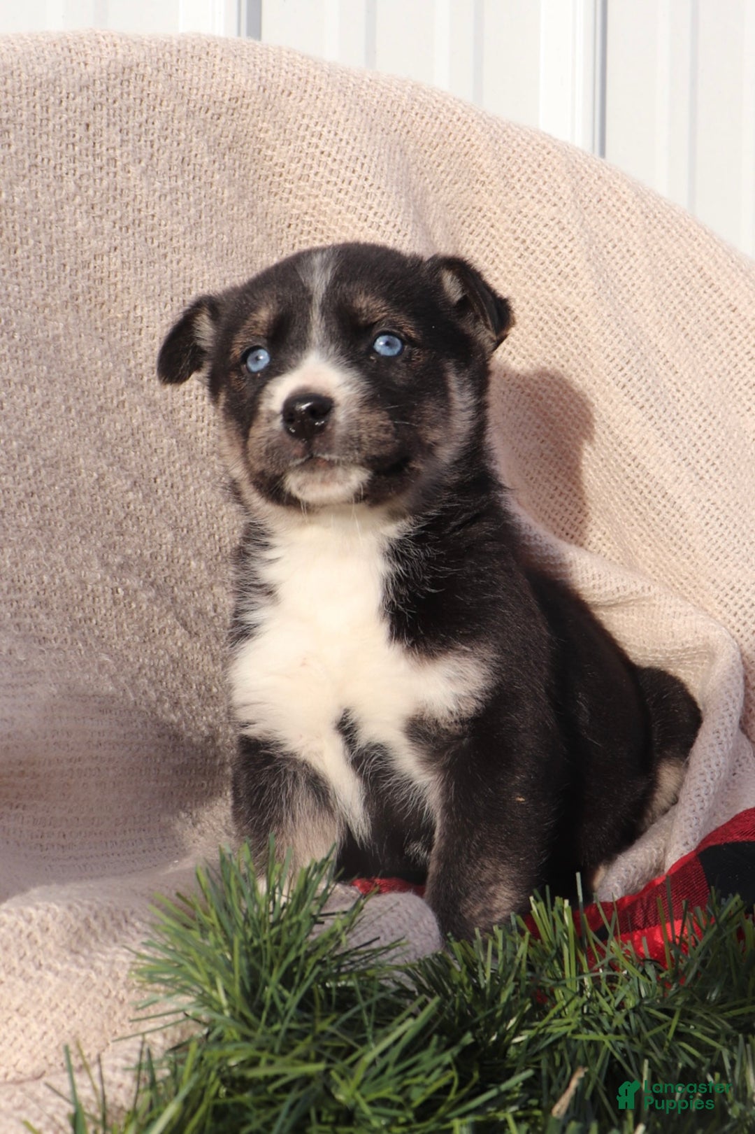 Goberian dogs for sale: Georgia  - Ad 1