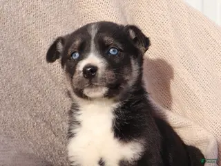 Goberian dogs Georgia - Ad 2