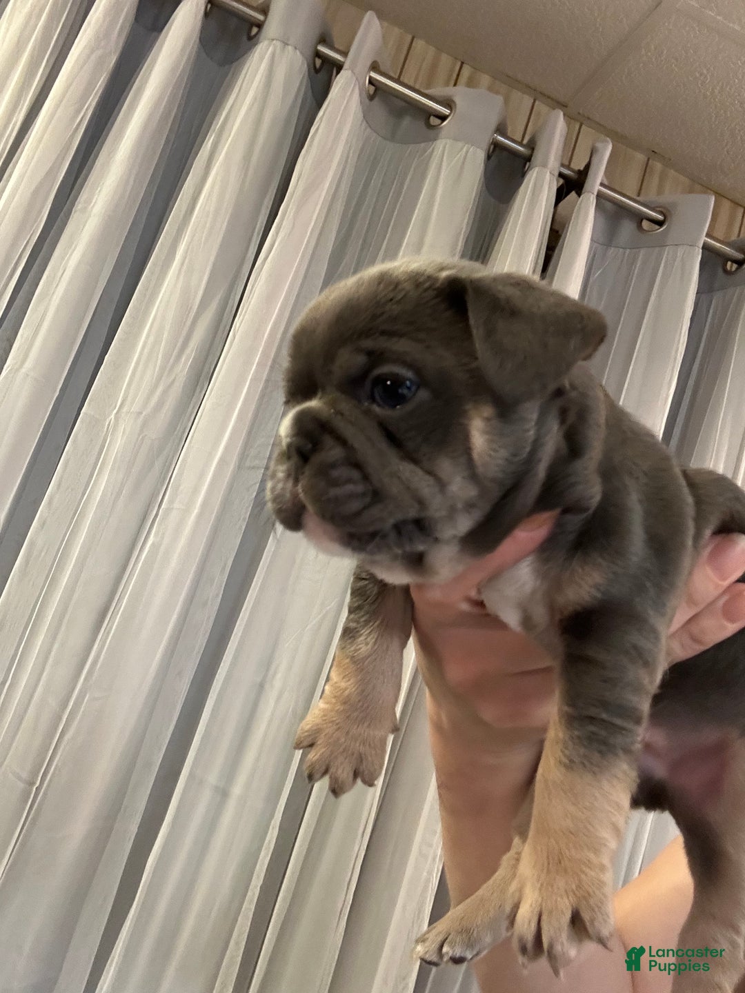 French Bulldog dogs for sale: Armani - Ad 4