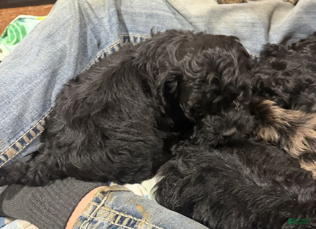 Cockapoo dogs for sale: Cockapoo Puppy 1 - Ad 2