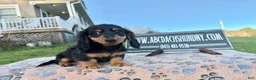 Miniature Dachshund dogs for sale: Russian male - Ad 9