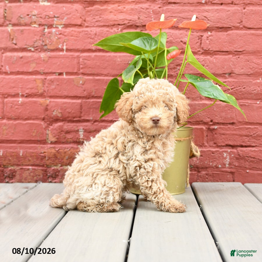 Toy Poodle dogs Jimmy - Ad 1