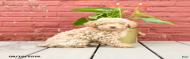 Jimmy