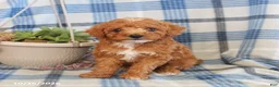 Toy Poodle dogs for sale: Jack   - Ad 5