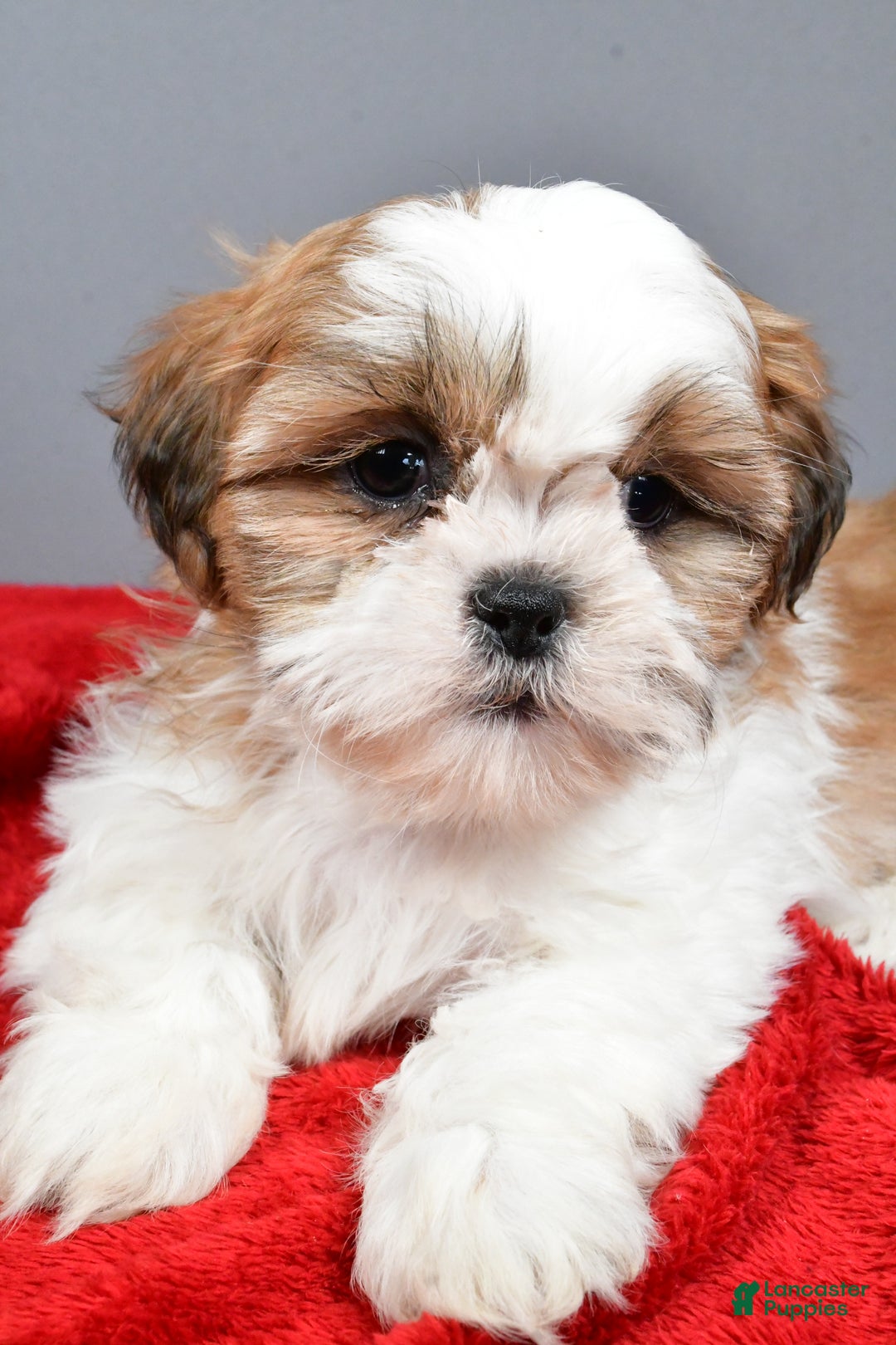 Shih Tzu dogs for sale: Rick - Ad 3