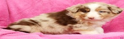 Miniature Australian Shepherd dogs for sale: Duke - Ad 6