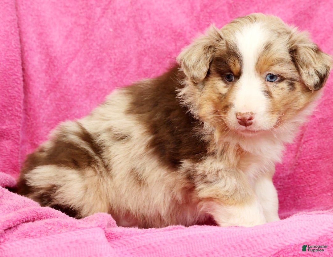 Miniature Australian Shepherd dogs for sale: Duke - Ad 6
