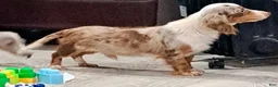Miniature Dachshund dogs for sale: Miniature Dachshund 1 - Ad 7